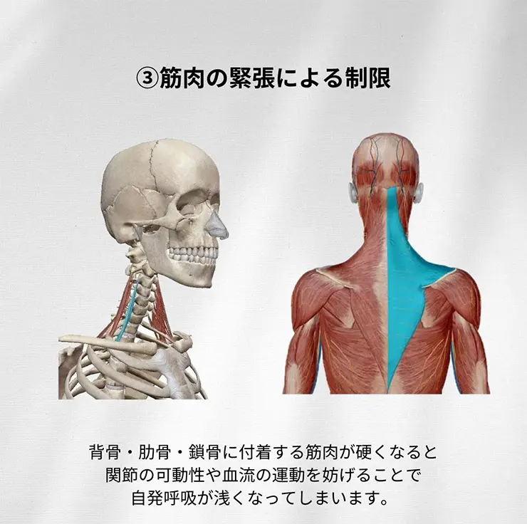 筋肉の緊張による制限