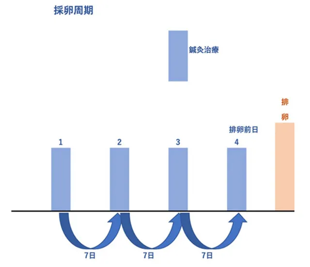 排卵周期