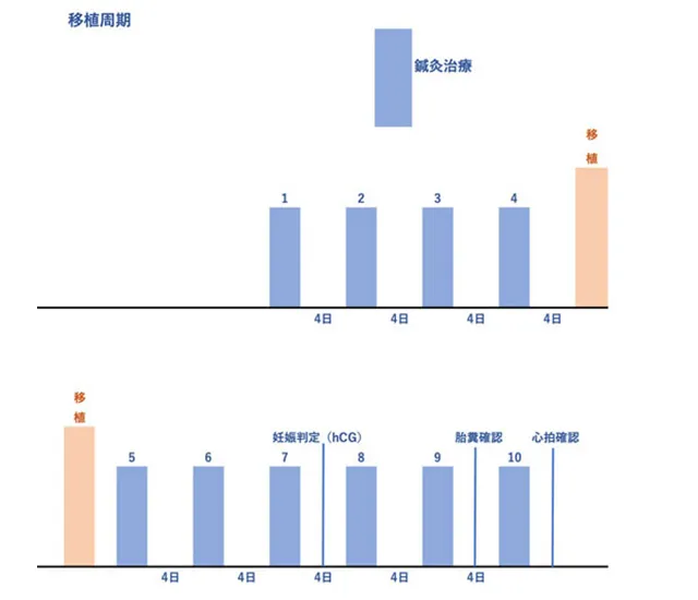 移植周期